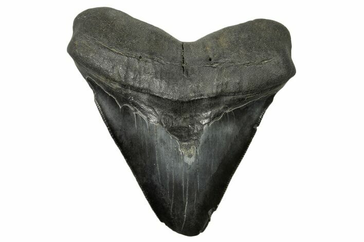 Serrated, Fossil Megalodon Tooth - South Carolina #383643